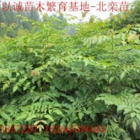 優(yōu)價(jià)北欒苗-推優(yōu)北欒苗-低價(jià)北欒苗-自家苗圃北欒苗