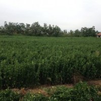 供應(yīng)山東綠化苗木