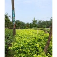 低價供應(yīng)黃素梅小苗和球規(guī)格15-120cm全袋苗