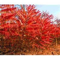 3公分火炬樹、4公分火炬樹、8公分火炬樹