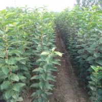 大量冬紅果海棠苗批發(fā)，四公分冬紅果海棠價格，北美海棠苗供應(yīng)