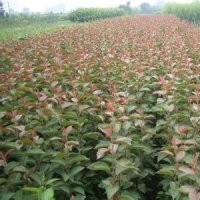 大葉北美海棠苗根接苗，大葉北美海棠1--8公分大苗