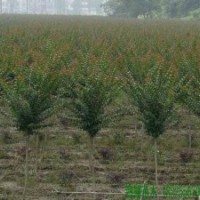 安徽安慶宿松綠化苗木鴻翔苗木公司