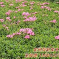 定州市榮旺苗木花卉農(nóng)民專業(yè)合作社