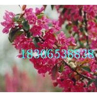 海棠苗，北美海棠苗（價格，產(chǎn)地，圖片，批發(fā)）