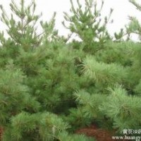 供應(yīng)50公分高華山松