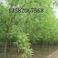 供應(yīng)速生柳，垂柳，黃柳
