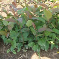 山丁子苗，山丁子價(jià)格