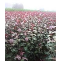 光輝海棠苗，高原直火海棠苗