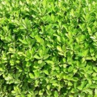 北海道黃楊瓜子黃楊大量提供質(zhì)優(yōu)價(jià)廉