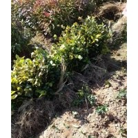 供應(yīng)建陽油茶苗農(nóng)戶低價出售