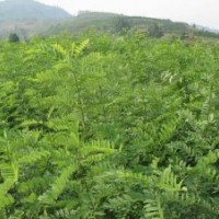 山西刺槐苗 3--10公分刺槐