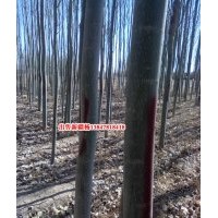 供應新疆楊基地