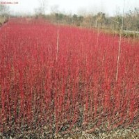 綠化小苗紅瑞木價(jià)格報(bào)價(jià)