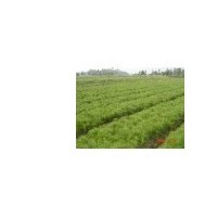 主要供江西濕地松，江西馬尾松，江西楓香，江西榿木，江西木荷，