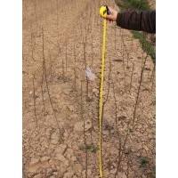 售木瓜苗紅葉石楠,紫薇