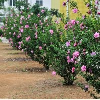 木槿 青州大量出售優(yōu)質(zhì)木槿 木槿基地