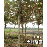 大葉紫薇（13-15公分）200棵