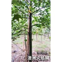 澳洲火焰屏樹（11-13公分）200棵