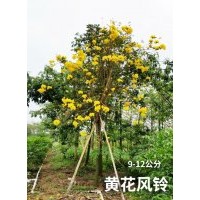 黃花風(fēng)鈴（9-12公分）300棵