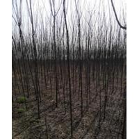 直銷(xiāo)刺槐苗苗地徑1-3公分刺槐苗