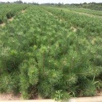 運(yùn)城油松樹苗供應(yīng)基地 成活率高 放心訂購