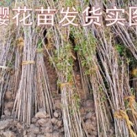 本苗木基地常年供應(yīng)2——10公分櫻花 規(guī)格齊全質(zhì)優(yōu)價(jià)廉