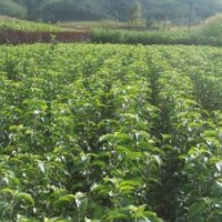 批量供應梨樹果 銷售各種果樹高度梨樹苗 嫁接梨樹苗 量大優(yōu)惠