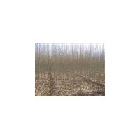 供應(yīng)楊樹苗2-3公分，3-4公分，5公分，6-10公分等