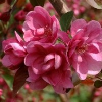 海棠苗木基供應(yīng)北美系列海棠樹苗直銷優(yōu)質(zhì)北美海棠系列--珠穆朗