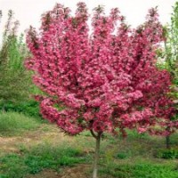 基地直銷園林綠化垂絲海棠苗 專業(yè)培育優(yōu)質(zhì)垂絲海棠小苗