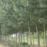 供應(yīng)紫葉李、毛白楊