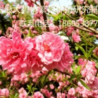 供應碧桃 寒紅碧桃