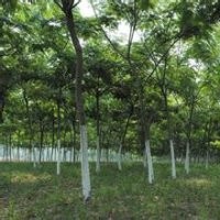 12公分合歡、25公分合歡樹價格、8公分合歡價格