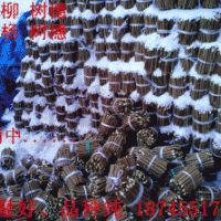 柳樹插穗母根綠化苗