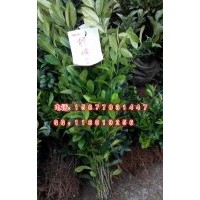 大檸檬樹(shù)苗 高產(chǎn)檸檬苗 臺(tái)灣檸檬樹(shù)苗 檸檬小苗 實(shí)生苗 牙苗