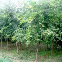 山西優(yōu)質(zhì)五角楓苗木基地 低價(jià)優(yōu)惠供應(yīng)