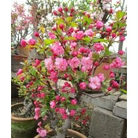 冬紅果海棠好吃嗎？當(dāng)然了