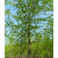 本基地常年供應(yīng)銀杏一年苗，銀杏二年苗，銀杏三年苗，銀杏1-30公