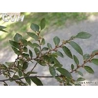 江蘇榔榆造型樹，榔榆造型樹價格，榔榆造型樹批發(fā)