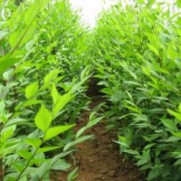 榆樹(shù)小苗欒樹(shù)小苗基地直銷(xiāo)