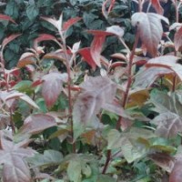 北美海棠世標一號海棠