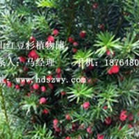 紅豆杉丨山東紅豆杉基地