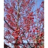 優(yōu)質(zhì)當(dāng)娜海棠苗價格，山東當(dāng)娜海棠小苗批發(fā)