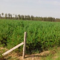 供應(yīng)100-150厘米高樟子松營(yíng)養(yǎng)杯樹(shù)苗