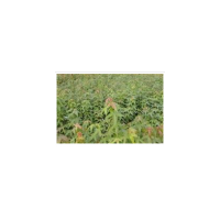 批發(fā)青楓小苗、青楓小苗價格