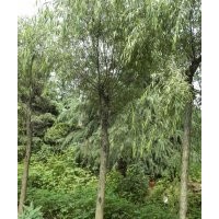 供應(yīng)，垂柳，金絲垂柳，黃柳，青皮柳