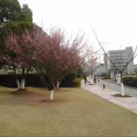 長期供應大葉女貞、紅梅有需要的朋友可以聯(lián)系我