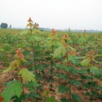 美國(guó)紅楓秋火焰