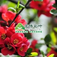 貼梗海棠小苗彩葉苗綠化苗木供應(yīng)